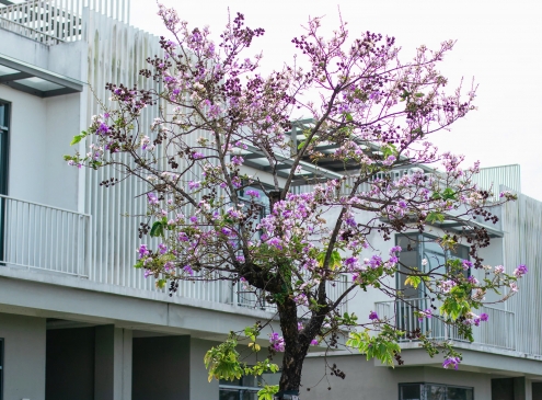 BẰNG LĂNG TÍM NÉP MÌNH BÊN KHUNG CỬA